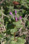 Henbit